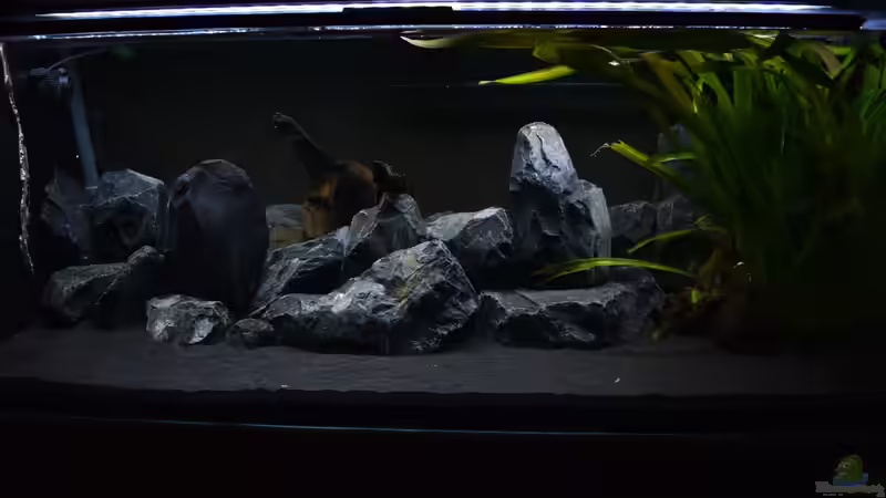 Aquarium Hauptansicht von Malawibottich