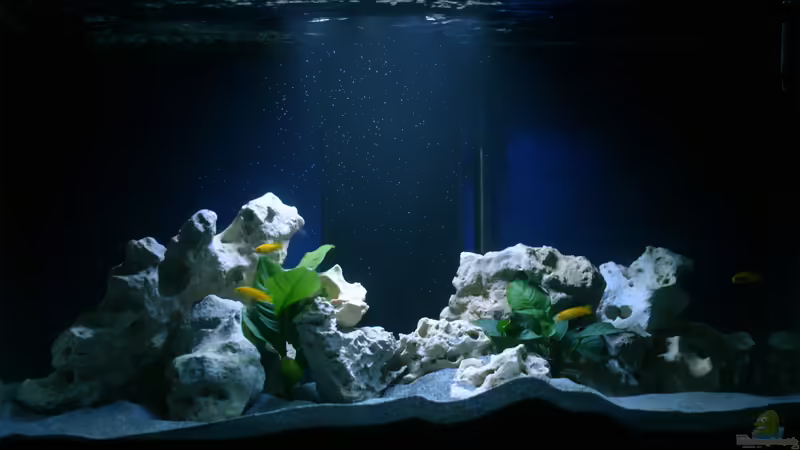 Aquarium Hauptansicht von MALAWIDREAM