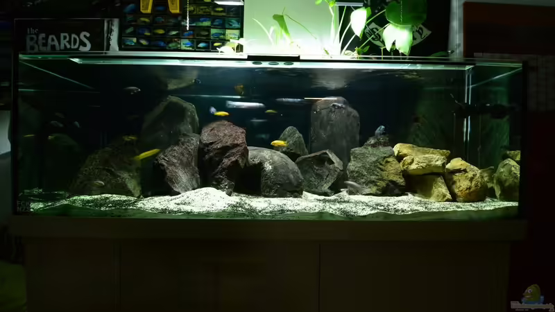 Aquarium Hauptansicht von Malawisee Felslitoral