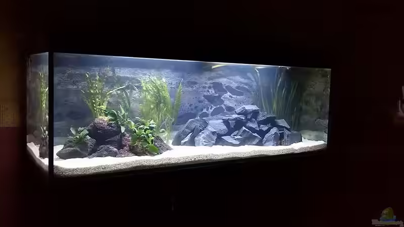 Aquarium Hauptansicht von Malawisee im Westerwald