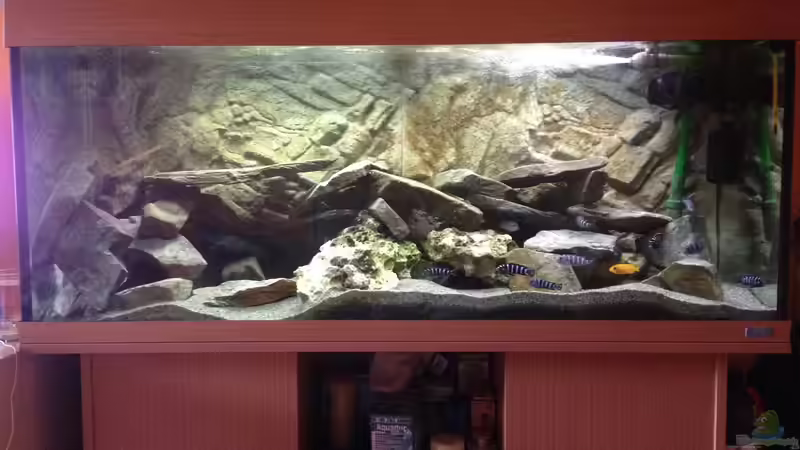 Aquarium Hauptansicht von Mbunas 2014