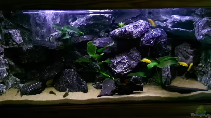 Aquarium Hauptansicht von Mbunas Felslitoral