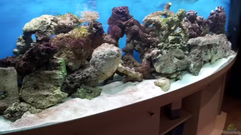 Aquarium Hauptansicht von Meerwasser Aquarium