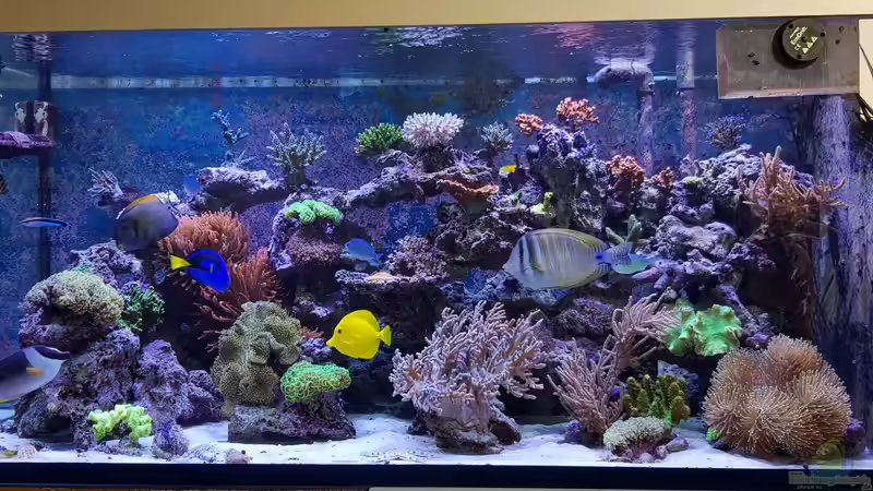 Aquarium Hauptansicht von Meerwasseraquarium