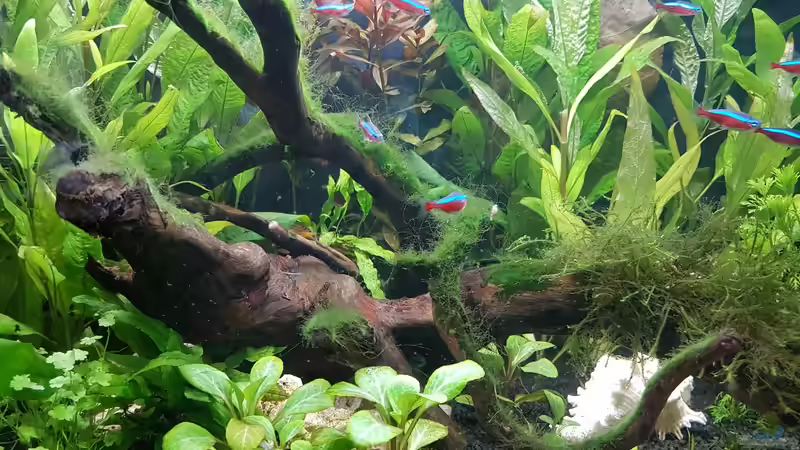 Aquarium Hauptansicht von Mein erstes