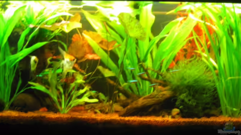 Aquarium Hauptansicht von Mein kleiner Unterwasserdschungel-gibts nicht mehr