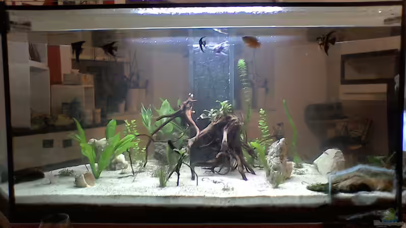 Aquarium Hauptansicht von Mein kleines Unterwasserparadies