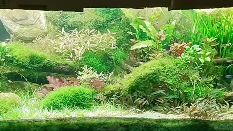 Aquarium Hauptansicht von Mix1