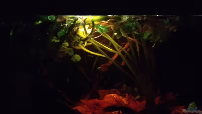 Aquarium Hauptansicht von Mr. Rabaut's Erben(existiert so nicht mehr)