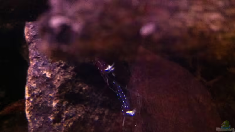 Aquarium Hauptansicht von My Lake Matano--existiert so nicht mehr
