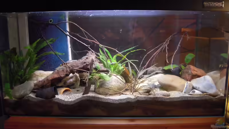 Aquarium Hauptansicht von My little Brachygobius doriae---AUFGELÖST