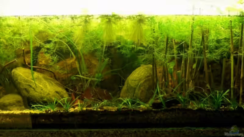 Aquarium Hauptansicht von Natur of Dreams Ogowe