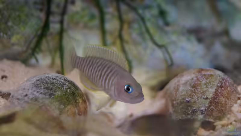 Aquarium Hauptansicht von Neolamprologus Multifasciatus