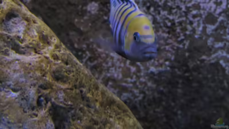 Aquarium Hauptansicht von neue Malawipfütze