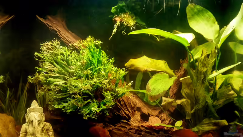 Aquarium Hauptansicht von Nimmerland
