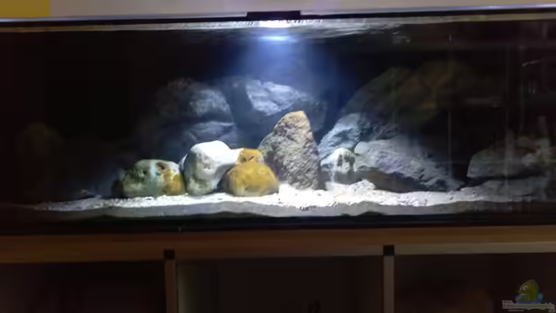 Aquarium Hauptansicht von NonMbuna by Tobi
