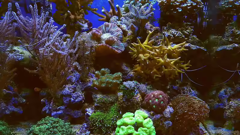 Aquarium Hauptansicht von Nudelwasser