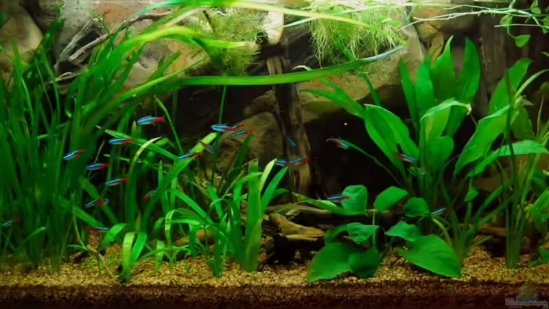 Aquarium Hauptansicht von Nur noch als Bsp.