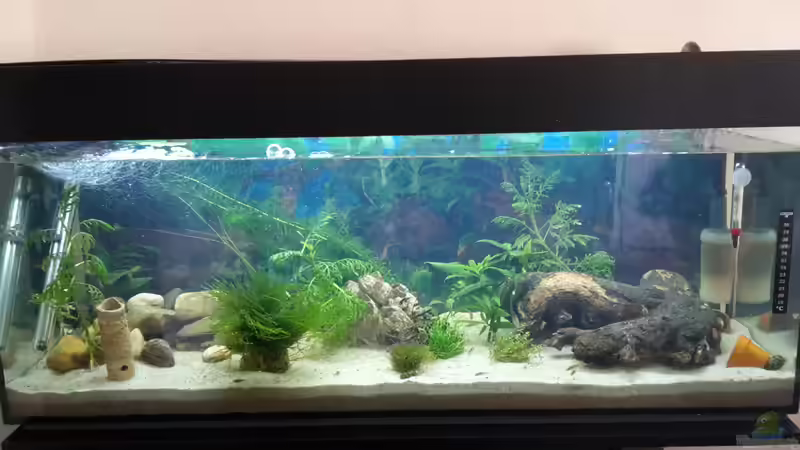 Aquarium Hauptansicht von Perlhuhnbärblingtraum (existiert nicht mehr)