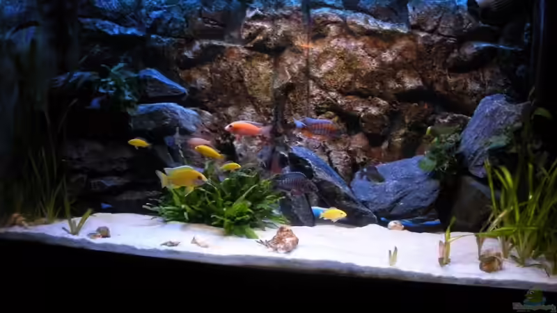 Aquarium Hauptansicht von Peter´s bunte Kiste