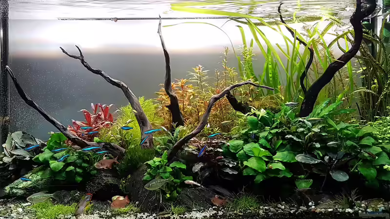 Aquarium Hauptansicht von Pflanzenwelt (Nur noch Beispiel)