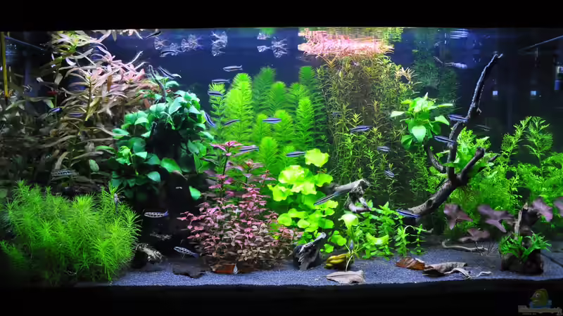 Aquarium Hauptansicht von Planted world