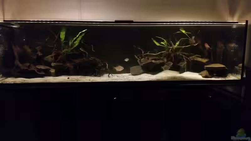 Aquarium Hauptansicht von Räuberbecken