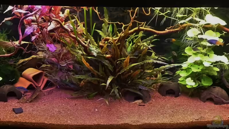 Aquarium Hauptansicht von Rainbow`s Home