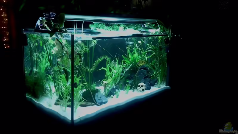 Aquarium Hauptansicht von Raumteiler