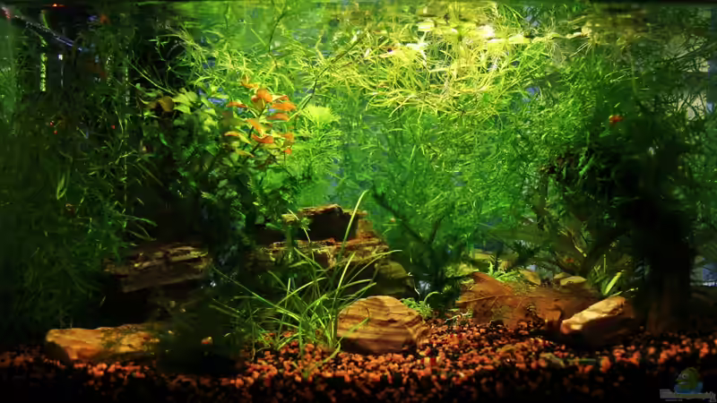 Aquarium Hauptansicht von Red Bee Garnelen