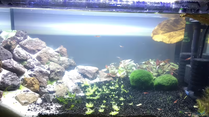 Aquarium Hauptansicht von Red-Fire Artenbecken