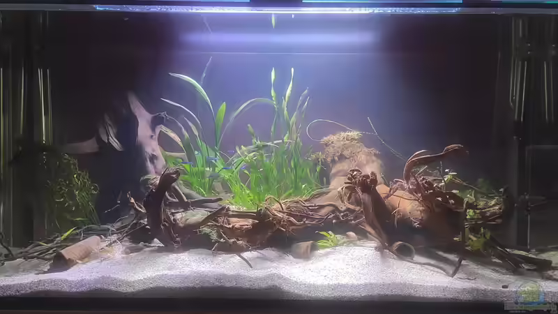 Aquarium Hauptansicht von Rio Essequibo x Rio Xingu (2)