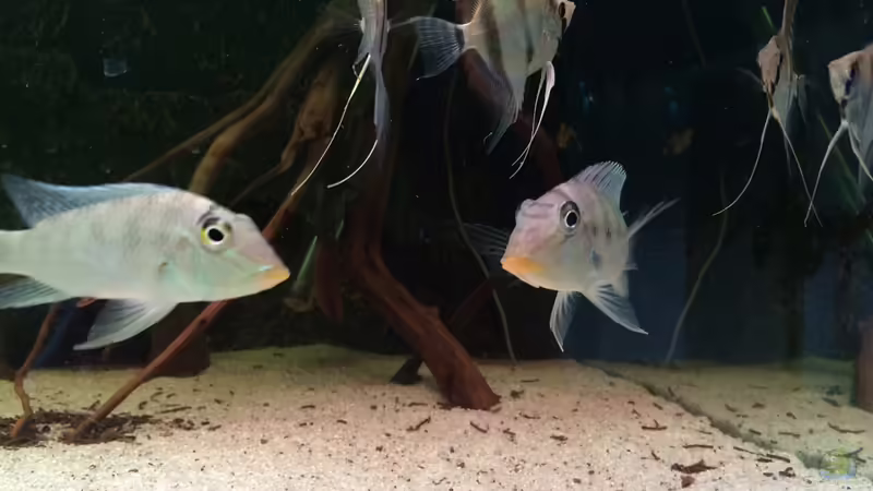 Aquarium Hauptansicht von Rio Paraguay