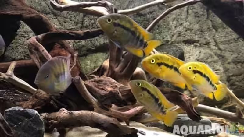 Aquarium Hauptansicht von Rubens' Mittelamerika - 575 Liter