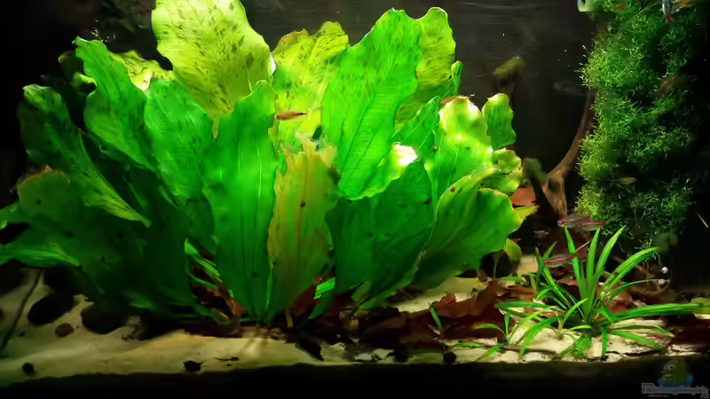Aquarium Hauptansicht von Salmler-Suppe (Okt.2015 abegaut)