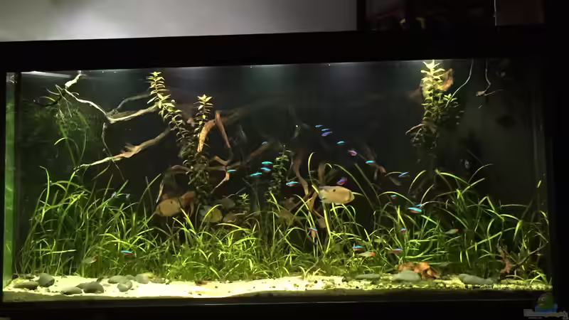 Aquarium Hauptansicht von Salmlerdelta (aufgelöst)