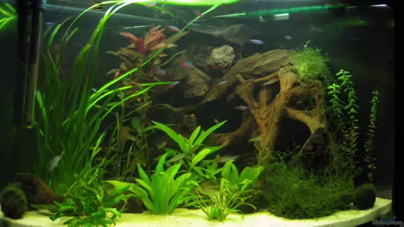 Aquarium Hauptansicht von Salmlerhabiat