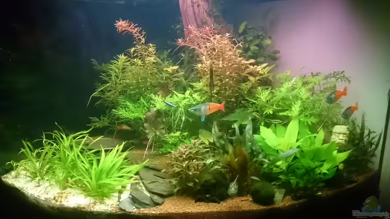 Aquarium Hauptansicht von Samarai