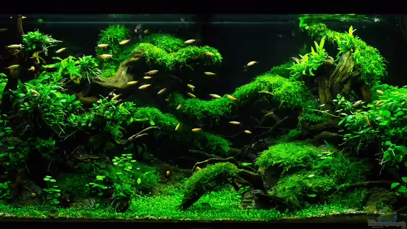 Aquarium Hauptansicht von Schulaquarium