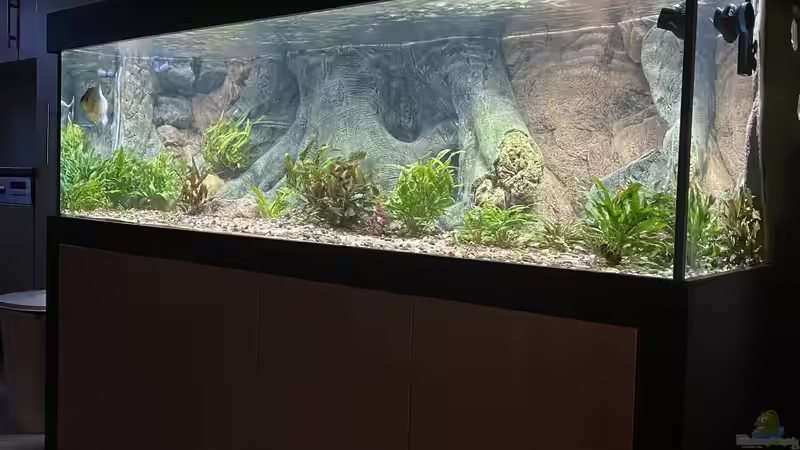 Aquarium Hauptansicht von Serrasalmus Immaculatus