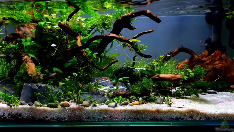 Aquarium Hauptansicht von Shallow Tributary
