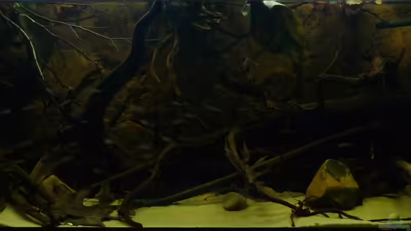 Aquarium Hauptansicht von South America Biotope Nur noch als Beispiel