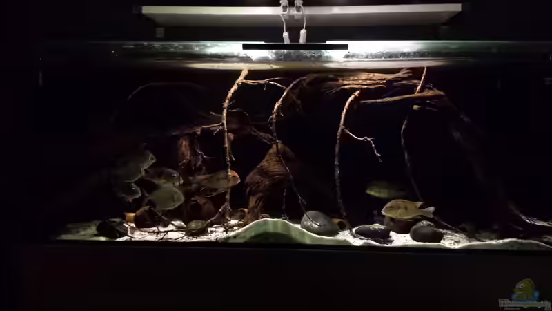 Aquarium Hauptansicht von Southamerican wood