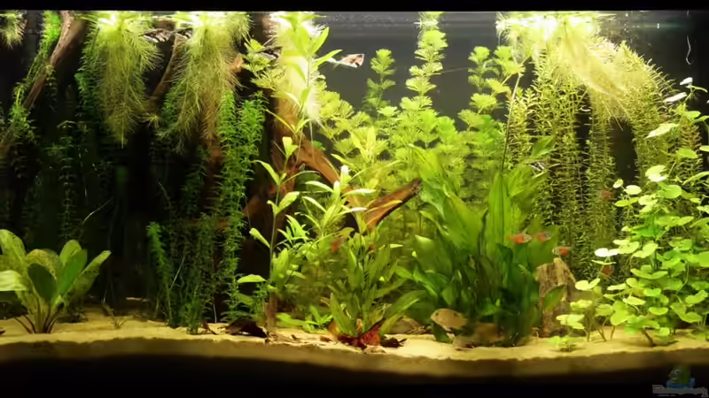 Aquarium Hauptansicht von Südamerika Becken