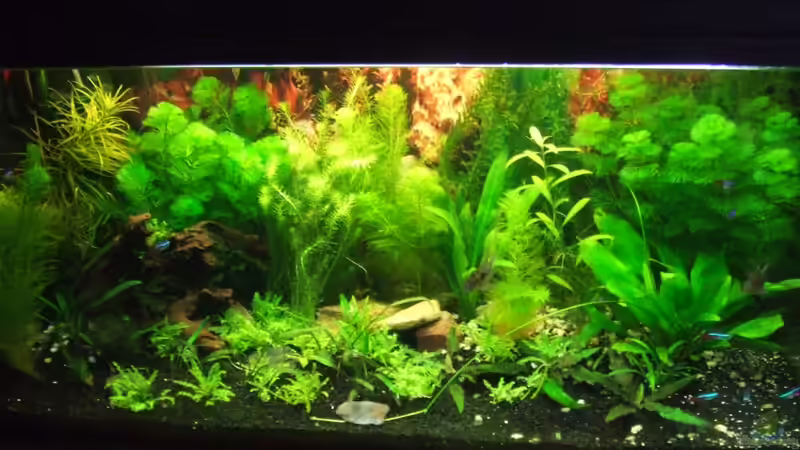 Aquarium Hauptansicht von Südamerika Rechteck Becken
