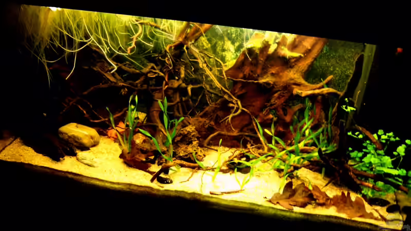 Aquarium Hauptansicht von Südamerika
