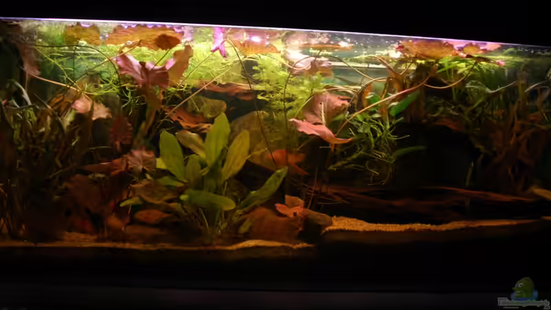 Aquarium Hauptansicht von Südamerikabecken