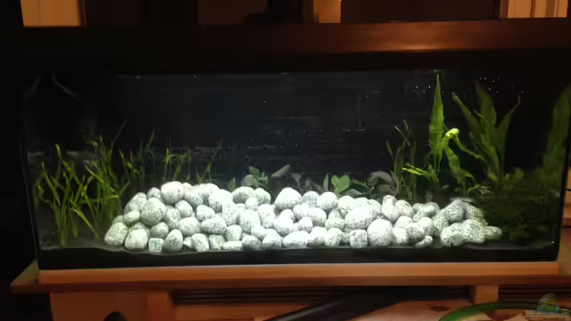 Aquarium Hauptansicht von Südostasien-Bachbecken