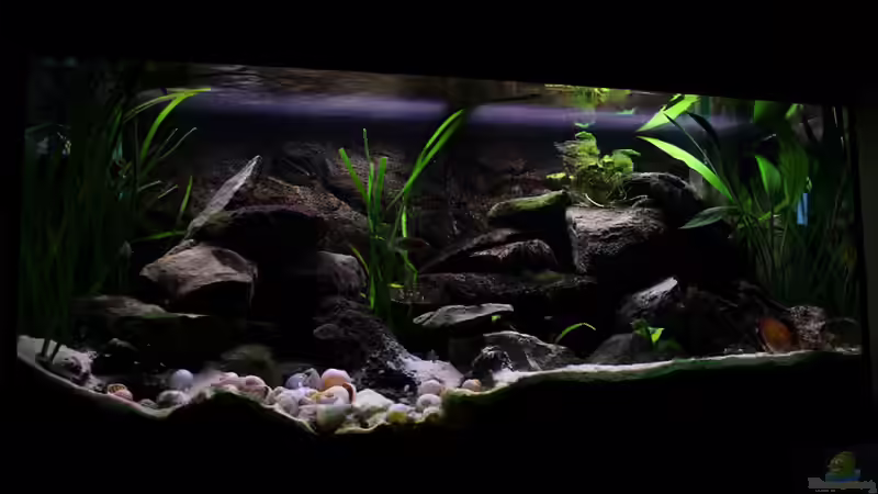 Aquarium Hauptansicht von Tanganjika
