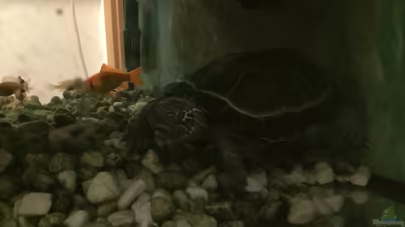 Aquarium Hauptansicht von Terrarium 34074